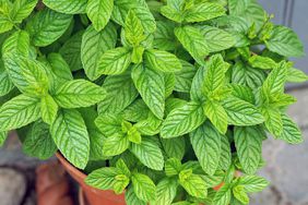 mint growing in a terra-cotta pot