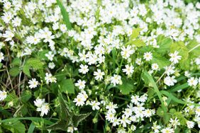 Chickweed