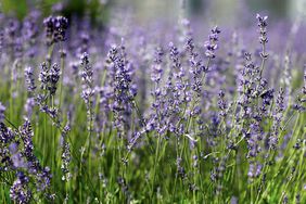 a field of lavender