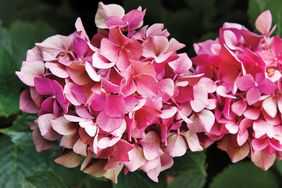 close up of two pink hydrangeas in a garden