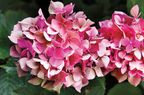 close up of two pink hydrangeas in a garden