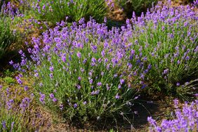 Growing lavendar