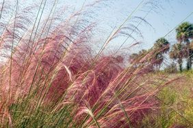 Pink Muhly Grass