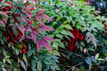 Nandina plant with berries