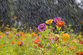 Rain over a wildflower garden