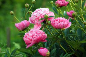 pink peonies growing in a garden