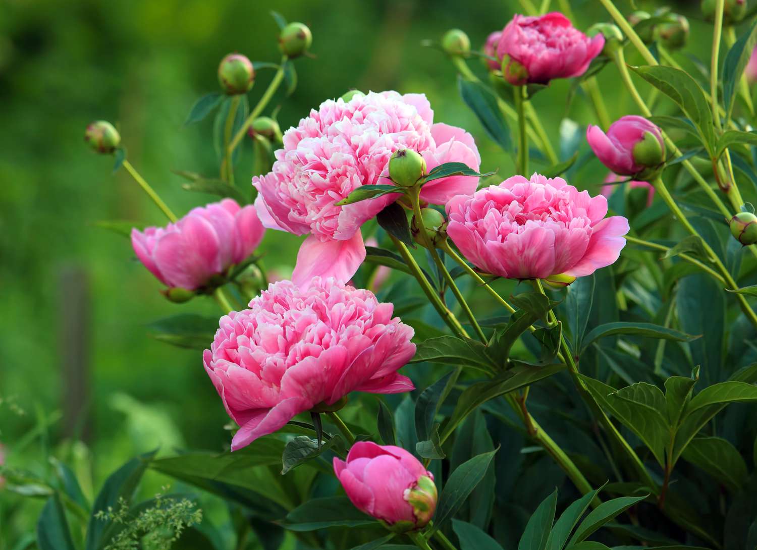 pink peonies growing in a garden