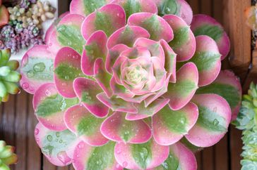 pink witch succulent