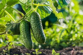 Two cucumbers ripen on a bed in the sun.