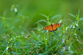 Butterfly in lawn