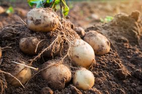 Potatoes in garden