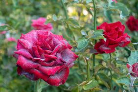 powdery mildew on a rose