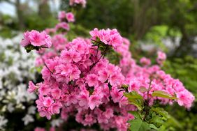 Patch of azalea plants in spring