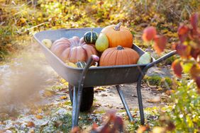 Pumpkins in wheelbarrow 