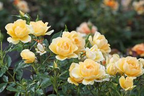 Yellow rose bush blooming