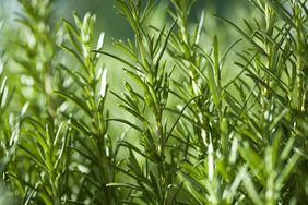 close-up of fresh rosemary