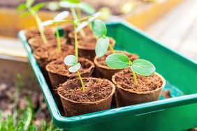 Potted seedlings