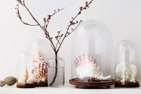 Shell decor