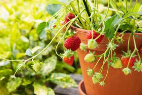 Strawberries growing in terracotta pot