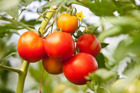 tomatoes growing on a vine