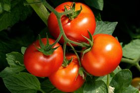 Tomatoes on vine 