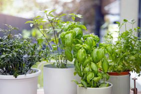 4 white pots with herbs near a window indoors