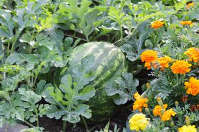 Watermelon growing with marigolds