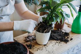 Person transplanting plant into new pot at home. 