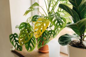 Houseplant in the window 