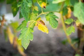 The leaves of a growing tomato are infected with phytophthora close-up. Withered dry leaves of vegetable crops in the garden. Fungal infection on garden bed plants. Common tomato disease