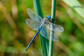 close up of dragonfly