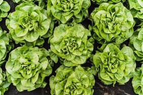 close up of lettuce plants