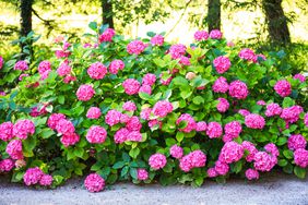 Pink Endless Summer Hydrangeas