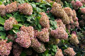 pink oakleaf hydrangeas 