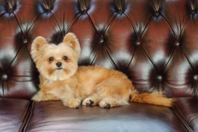 dog sitting on sofa