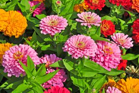 Colorful zinnias in garden