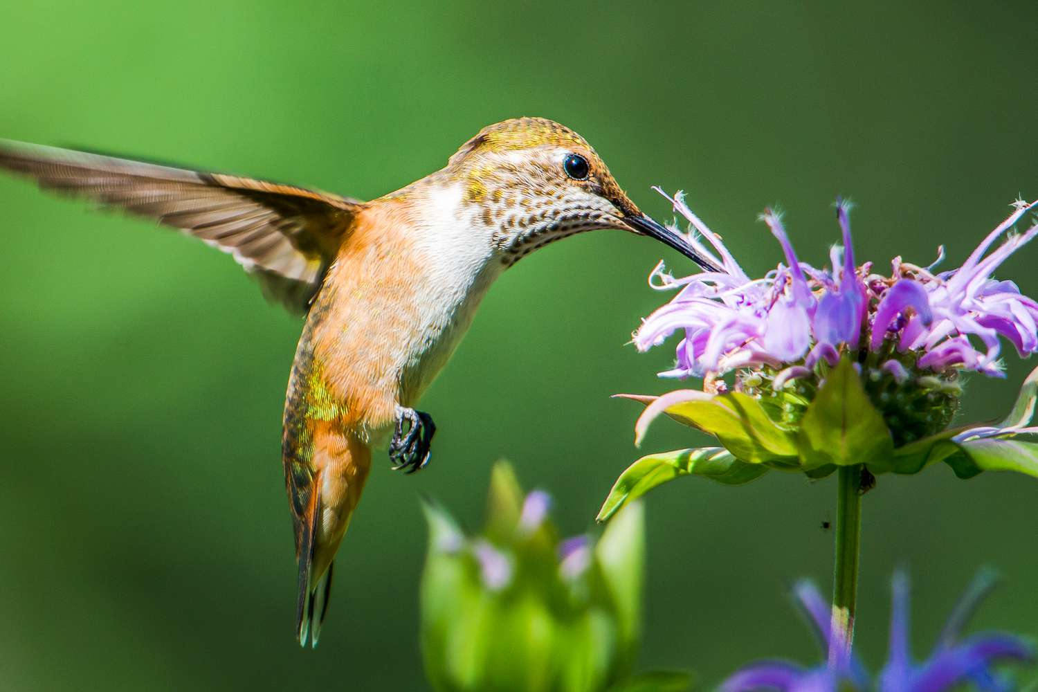 Hummingbird feeding on BeeBalms