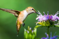 Hummingbird feeding on BeeBalms