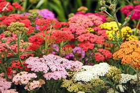 colorful yarrow flower garden