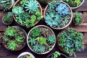 potted succulents on wooden pallet