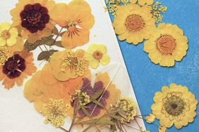 pressed flowers