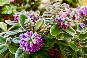 Frosted flowers