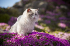 white ragdoll cat in a bed of pink flowers