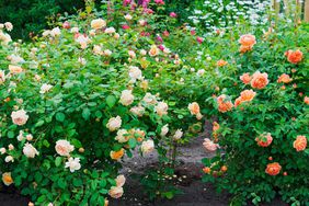 pink and orange roses blooming on bushes