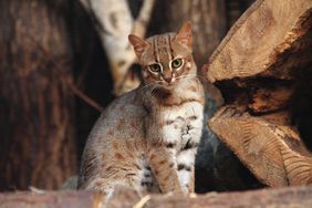 world's smallest cat, prionailurus rubiginosus, out in the wild in sri lanka