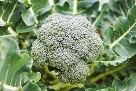 closeup of small broccoli head growing on stem surrounded by long green leaves in garden