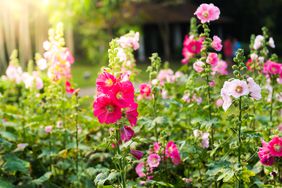 Hollyhock flowers