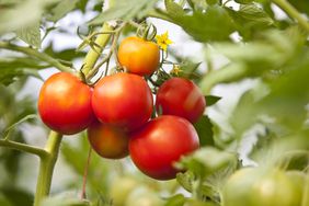 ripe tomatoes growing on vine