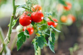 tomato plants