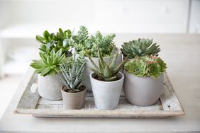 tray of succulent plants in containers